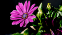 DSC_0048-1.jpg
