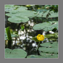 DSC_0171x.jpg