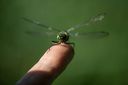 Filnavn=DSC_0612.jpg
Filstørrelse=52KiB
Dimensioner=1499x999
Dato for tilføjelse=07 Jun, 2018 DSC_0612.jpg