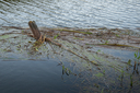 DSC_2144.jpg