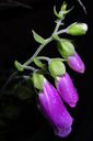 Filnavn=blomst_2.jpg
Filstørrelse=1038KiB
Dimensioner=1000x1500
Dato for tilføjelse=06 Okt, 2024 blomst_2.jpg