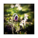Filnavn=untitled-4280-Edit.jpg
Filstørrelse=452KiB
Dimensioner=1000x1000
Dato for tilføjelse=17 Maj, 2018 untitled-4280-Edit.jpg