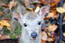 DSC04275.JPG