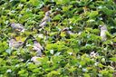 Filnavn=DSC05371.JPG
Filstørrelse=375KiB
Dimensioner=1499x998
Dato for tilføjelse=09 Maj, 2018 DSC05371.JPG