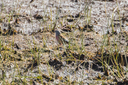 20200517_sejlstrup_enge-3988.jpg