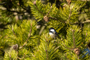 20220211_tornby_klitplantage-0274.jpg