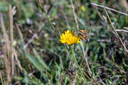 20220730_indlandsklitterne_lonstrup_knuden-1569.jpg