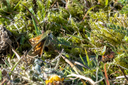 20220730_indlandsklitterne_lonstrup_knuden-1573.jpg
