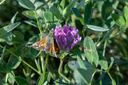 20220730_indlandsklitterne_lonstrup_knuden-1604.jpg