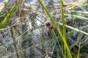 20220730_indlandsklitterne_lonstrup_knuden-1690.jpg