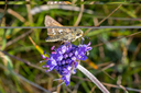 20220814_indlandsklitterne-2188.jpg