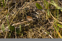 20220814_indlandsklitterne-2202.jpg