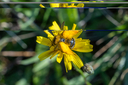 20220814_indlandsklitterne-2227.jpg