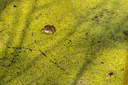 20230422_lille_vildmose_foto_2010-6673.jpg