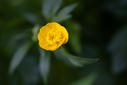 Filnavn=Blomster_2010-7122.jpg
Filstørrelse=681KiB
Dimensioner=1499x1000
Dato for tilføjelse=06 Okt, 2024 Blomster_2010-7122.jpg