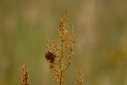 Filnavn=Blomster_2010-8941.jpg
Filstørrelse=864KiB
Dimensioner=1499x1000
Dato for tilføjelse=06 Okt, 2024 Blomster_2010-8941.jpg
