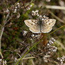 467A0459_Grabandet_Bredpande2C_Hindbaervej2C_Albaek.jpg
