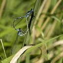 467A4040_Stor_Farvevandnymfe_i_Parringshjul2C_Lille_Vildmose.jpg