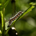 467A4076_Gulhale2C_Natsommerfugl2C_Lille_Vildmose.jpg