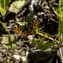 467A4098_Naeldesommerfugl2C_Lille_Vildmose.jpg