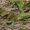 IMG_6873.JPG