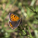 IMG_6952.JPG