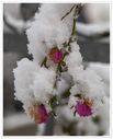 IMG_8294_-_Kopi~0.JPG