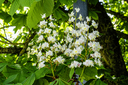 DSC_0418.jpg