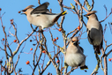 N71A6463.jpg