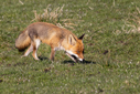 _71A0595.jpg