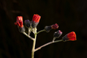 _71A3641-2.jpg