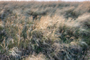 _71A4977.jpg