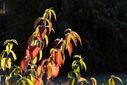 _71A9250.jpg