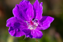 _A5A6355.jpg