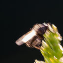 _A5A7270.jpg