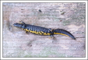 stor-vandsalamander.jpg