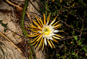 DSC_1971.jpg