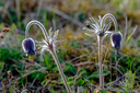 _DSC0384.jpg