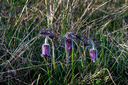Filnavn=_DSC0386.JPG
Filstørrelse=2312KiB
Dimensioner=1500x1000
Dato for tilføjelse=24 Apr, 2025 _DSC0386.JPG