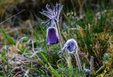 Filnavn=_DSC0397.JPG
Filstørrelse=1946KiB
Dimensioner=1500x1027
Dato for tilføjelse=24 Apr, 2025 _DSC0397.JPG