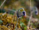 _DSC0398.jpg