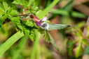 DSC00289~1.jpg