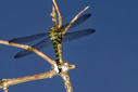 DSC01093.jpg