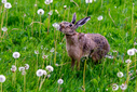 Filnavn=DSC02161.jpg
Filstørrelse=1802KiB
Dimensioner=1500x1001
Dato for tilføjelse=04 Jun, 2026 DSC02161.jpg