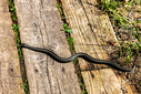 DSC02218.jpg
