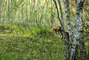 DSC02589-Enhanced-NR.jpg