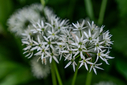 DSC05885.jpg