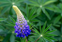 DSC05933.jpg