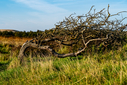 DSC08628.jpg