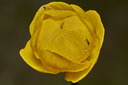 Filnavn=Engblomme_3.jpg
Filstørrelse=1028KiB
Dimensioner=1500x1000
Dato for tilføjelse=25 Maj, 2025 Engblomme_3.jpg